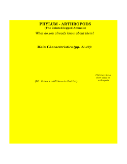 phylum - arthropods