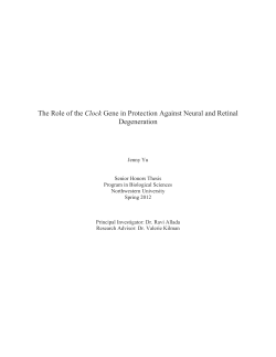 The Role of the Clock Gene in Protection Against Neuron and