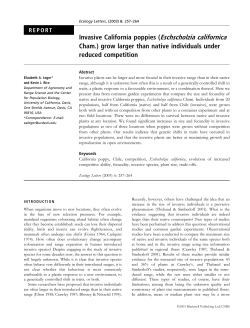 Invasive California poppies (Eschscholzia californica Cham.) grow