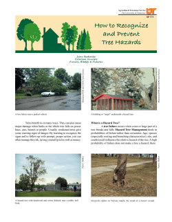 How to Recognize and Prevent Tree Hazards