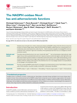 The NADPH oxidase Nox4 has anti