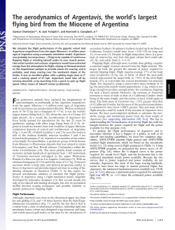 The aerodynamics of Argentavis, the world`s largest
