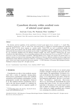 Cyanobiont diversity within coralloid roots of selected cycad species