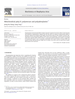 Mitochondrial poly(A) polymerase and polyadenylation