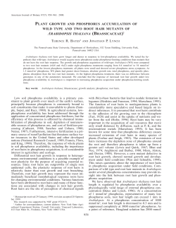plant growth and phosphorus accumulation of wild type and two root