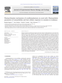 Photoacclimation mechanisms of corallimorpharians on coral reefs