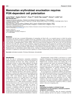 Mammalian erythroblast enucleation requires PI3K