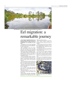 Eel migration: a remarkable journey