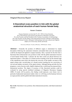 A theoretical ovary position in link with the global anatomical