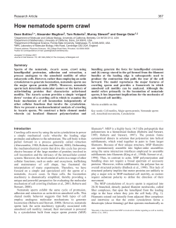 How nematode sperm crawl