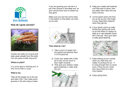 How do I grow carrots? - Eco