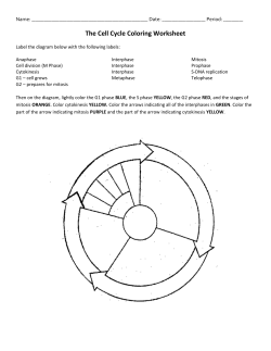 The Cell Cycle Coloring Worksheet