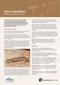 Hairy caterpillars - Bundaberg Regional Council
