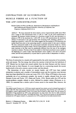 contraction of glycerinated muscle fibers as a function of the atp