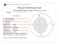 Mouse Schematic Eye