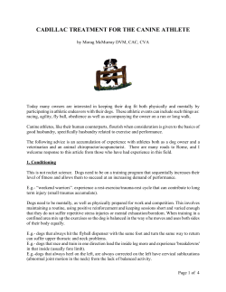 cadillac treatment for the canine athlete