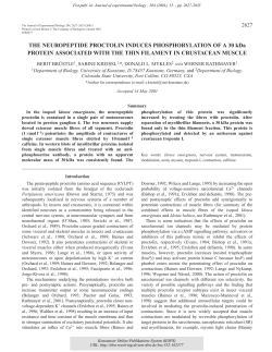 The neuropeptide proctolin induces