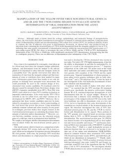 manipulation of the yellow fever virus non