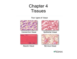 Chapter 4 Tissues