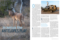 In Kenya the Antelopes Play