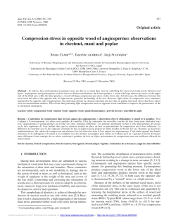 Compression stress in opposite wood of angiosperms: observations