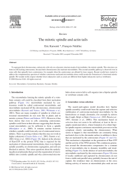 The mitotic spindle and actin tails