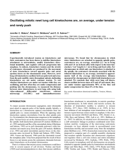 Oscillating mitotic newt lung cell kinetochores are