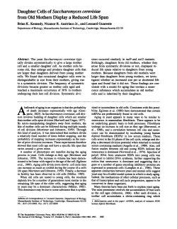 Daughter Cells of Saccharomyces cerevisiae