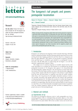 The kangaroo`s tail propels and powers pentapedal