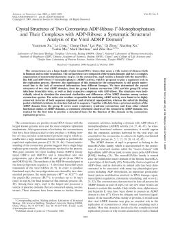 Crystal Structures of Two Coronavirus ADP-Ribose