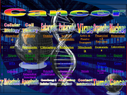 2 Biomolecul es Diffusion Osmosis Selective Permeability Active