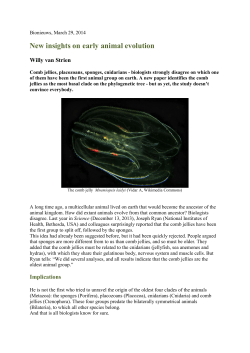 New insights on early animal evolution
