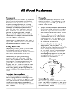 All About Mealworms