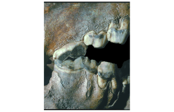 Gnawed Bones Tell Tales