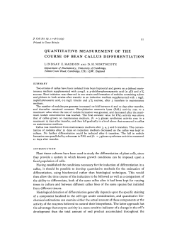 quantitative measurement of the course of bean callus differentiation