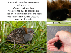 Black Rail, Laterallus jamaicensis &bull;Mouse sized &bull;Coastal salt