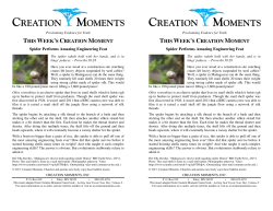 Spider Performs Amazing Engineering Feat