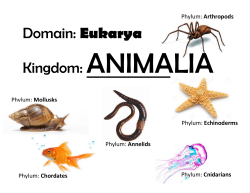 Domain: Eukarya Kingdom: ANIMALIA