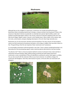 Mushrooms - Gran-U-Lawn