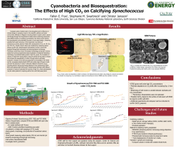 Cyanobacteria and Biosequestration: The Effects of High CO2