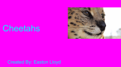 Cheetahs - Neoga CUSD 3