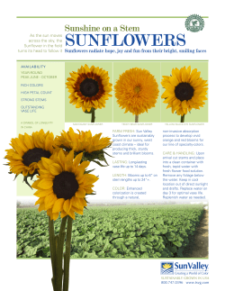 sunflowers - The Sun Valley Group