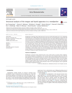 Structural analysis of the tongue and hyoid apparatus in a woodpecker