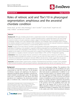 Roles of retinoic acid and Tbx1/10 in pharyngeal segmentation