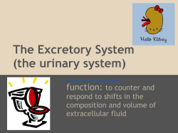 The Excretory System (the urinary system)
