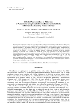 Effect of Neuraminidase on Adherence of Pseudomonas aeruginosa