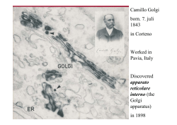 the Golgi apparatus