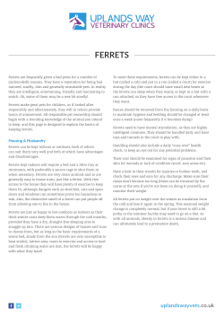ferrets - Uplands Way Veterinary Clinics