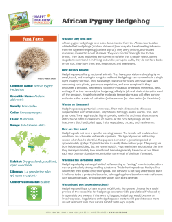 African Pygmy Hedgehog