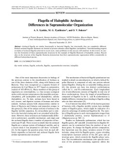 Flagella of Halophilic Archaea: Differences in Supramolecular